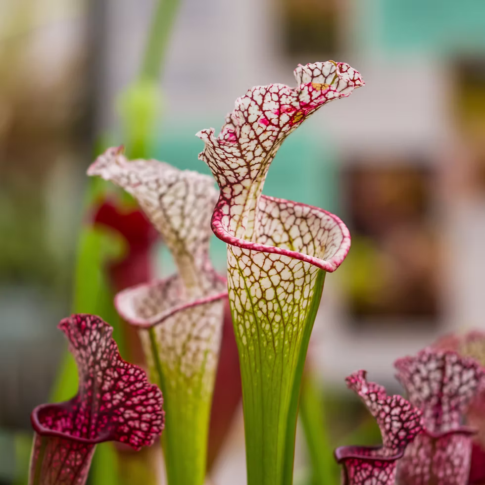 Carnivorous Plants Logo